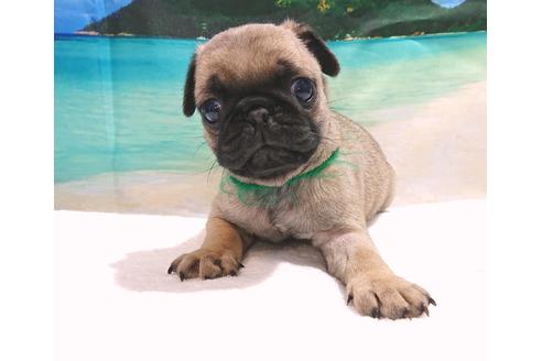 成約済の茨城県のパグ-75567