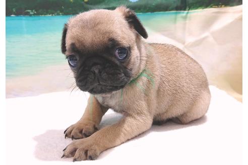 成約済の茨城県のパグ-75567の5枚目