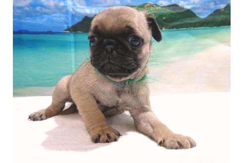 成約済の茨城県のパグ-75567の4枚目