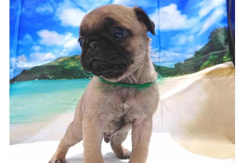 成約済の茨城県のパグ-75567の3枚目