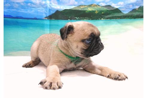 成約済の茨城県のパグ-75567の2枚目