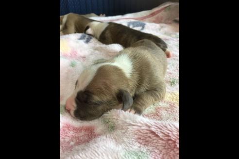 成約済の佐賀県のアメリカンピットブルテリア-75237の43枚目