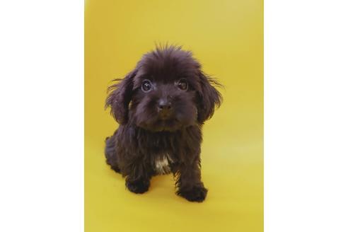 成約済の大阪府のミックス犬-75610の1枚目