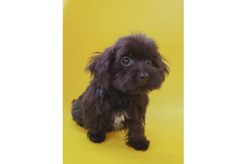 成約済の大阪府のミックス犬-75610の4枚目