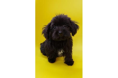 成約済の大阪府のミックス犬-75610の3枚目