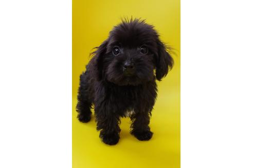 成約済の大阪府のミックス犬-75610の2枚目