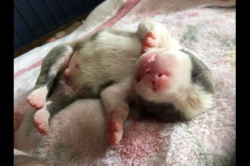 成約済の佐賀県のアメリカンピットブルテリア-75213の34枚目