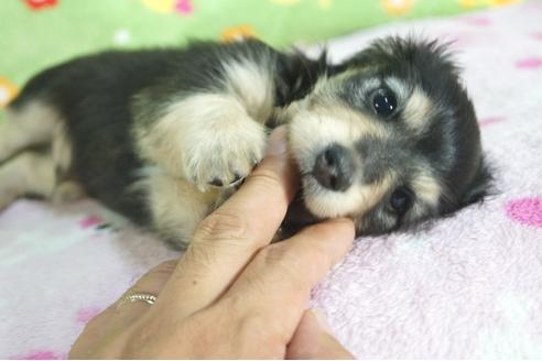 成約済の兵庫県のカニンヘンダックスフンド(ロングヘアード)-75635の3枚目