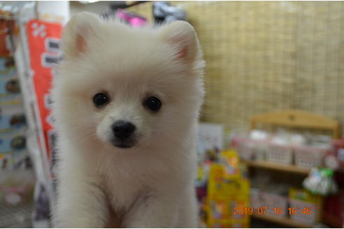大阪府のポメラニアン 女の子 19 04 23生まれ ホワイト 子犬id ブリーダーナビ