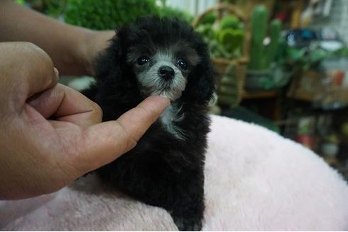 成約済の京都府のティーカッププードル-75649の1枚目