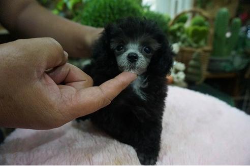 成約済の京都府のティーカッププードル-75649の3枚目