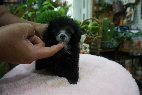 成約済の京都府のティーカッププードル-75649の2枚目