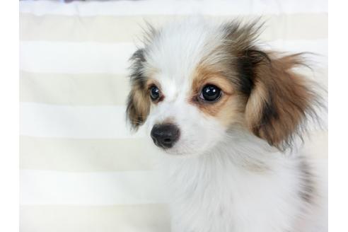 成約済の千葉県のパピヨン-73265