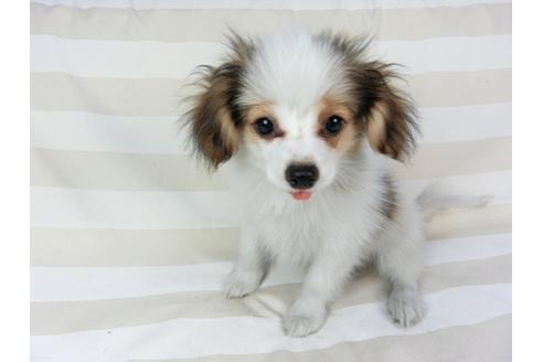 成約済の千葉県のパピヨン-73265の2枚目