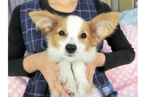 成約済の千葉県のパピヨン-69705の1枚目