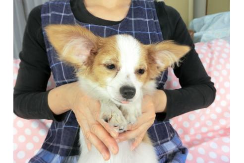 成約済の千葉県のパピヨン-69705の4枚目