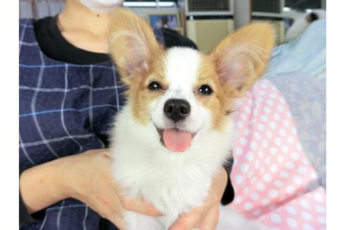 成約済の千葉県のパピヨン-69705の3枚目