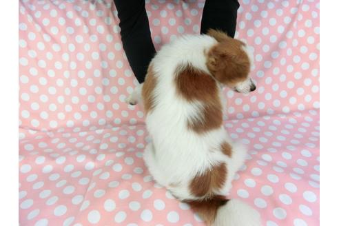 成約済の千葉県のパピヨン-69705の2枚目