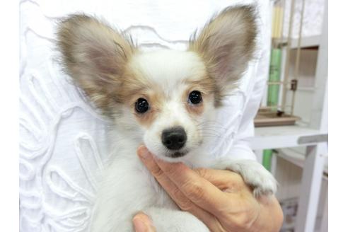 成約済の千葉県のパピヨン-73459の1枚目