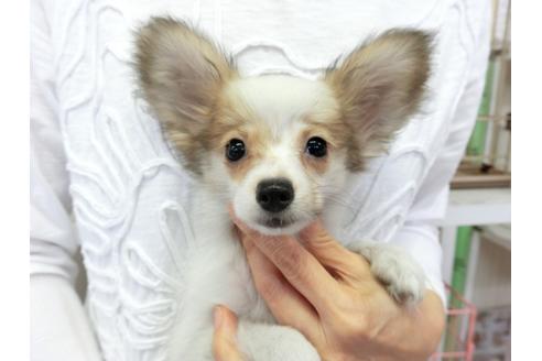 成約済の千葉県のパピヨン-73459の3枚目