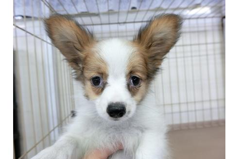 成約済の千葉県のパピヨン-73458の1枚目