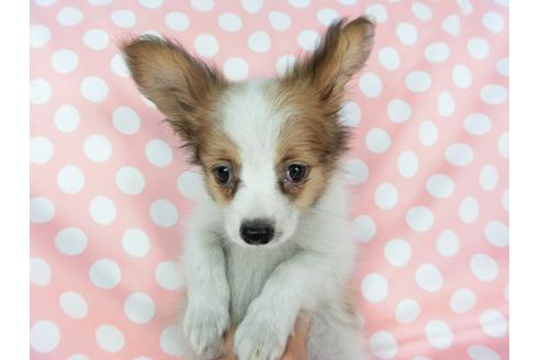 成約済の千葉県のパピヨン-73458の4枚目