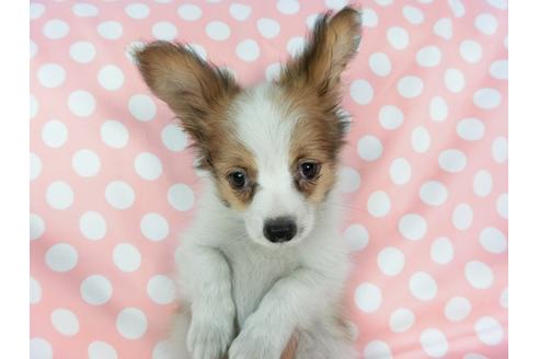 成約済の千葉県のパピヨン-73458の3枚目