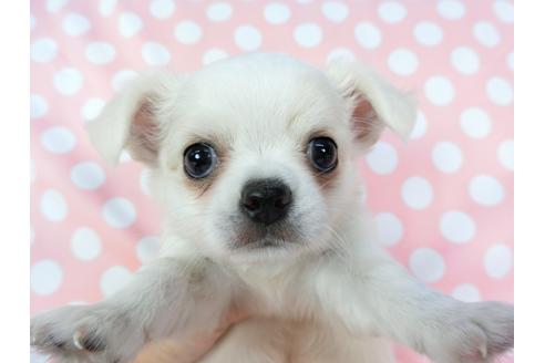 成約済の千葉県のチワワ(ロングコート)-75668の10枚目