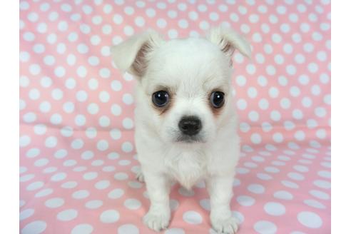 成約済の千葉県のチワワ(ロングコート)-75668の9枚目