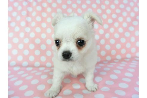 成約済の千葉県のチワワ(ロングコート)-75668の8枚目