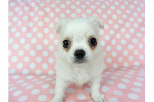 成約済の千葉県のチワワ(ロングコート)-75668の7枚目