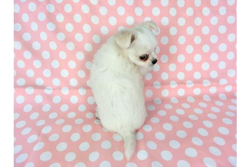 成約済の千葉県のチワワ(ロングコート)-75668の6枚目