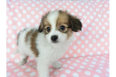 成約済の千葉県のパピヨン-75677