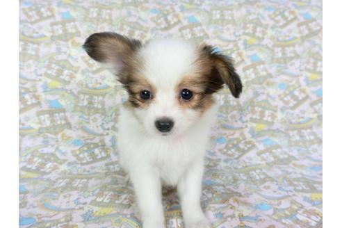 成約済の千葉県のパピヨン-75679の15枚目