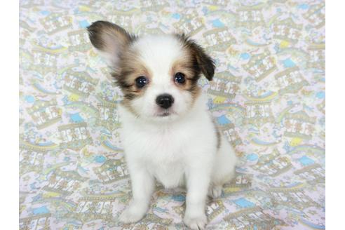 成約済の千葉県のパピヨン-75679の13枚目