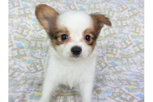 成約済の千葉県のパピヨン-75682の7枚目