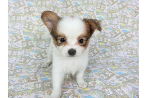 成約済の千葉県のパピヨン-75682の6枚目