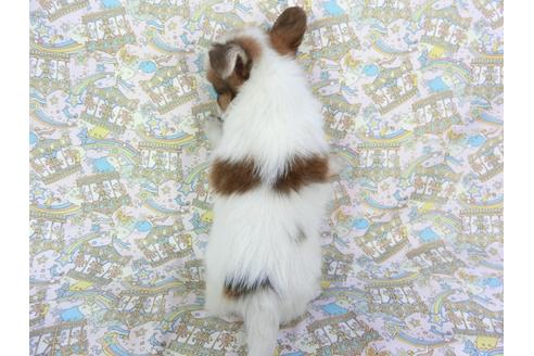 成約済の千葉県のパピヨン-75682の5枚目