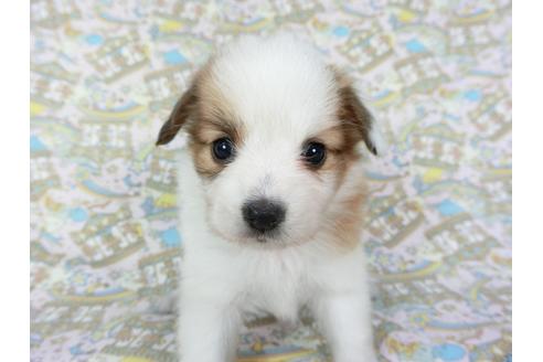 成約済の千葉県のパピヨン-75685の10枚目