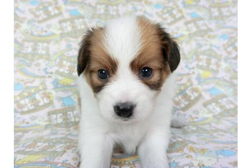 成約済の千葉県のパピヨン-75686の15枚目