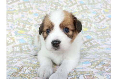 成約済の千葉県のパピヨン-75686の13枚目