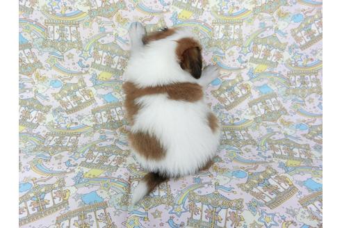 成約済の千葉県のパピヨン-75686の12枚目