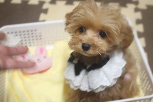 成約済の奈良県のトイプードル-75346の3枚目