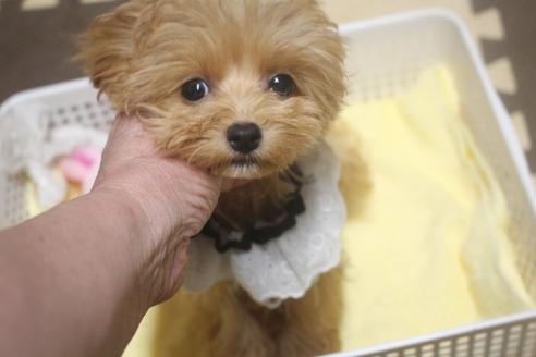 成約済の奈良県のトイプードル-75346の2枚目