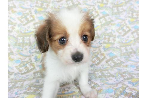 成約済の千葉県のパピヨン-75689の6枚目