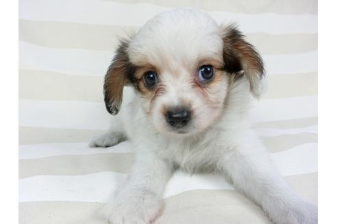 成約済の千葉県のパピヨン-75690の6枚目