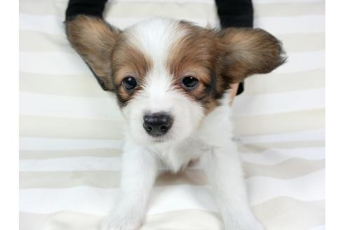 成約済の千葉県のパピヨン-75693の8枚目