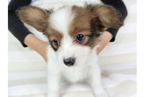 成約済の千葉県のパピヨン-75693の7枚目