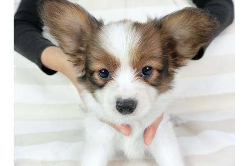 成約済の千葉県のパピヨン-75693の6枚目