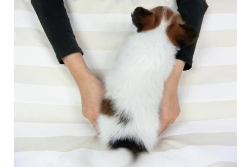 成約済の千葉県のパピヨン-75693の5枚目